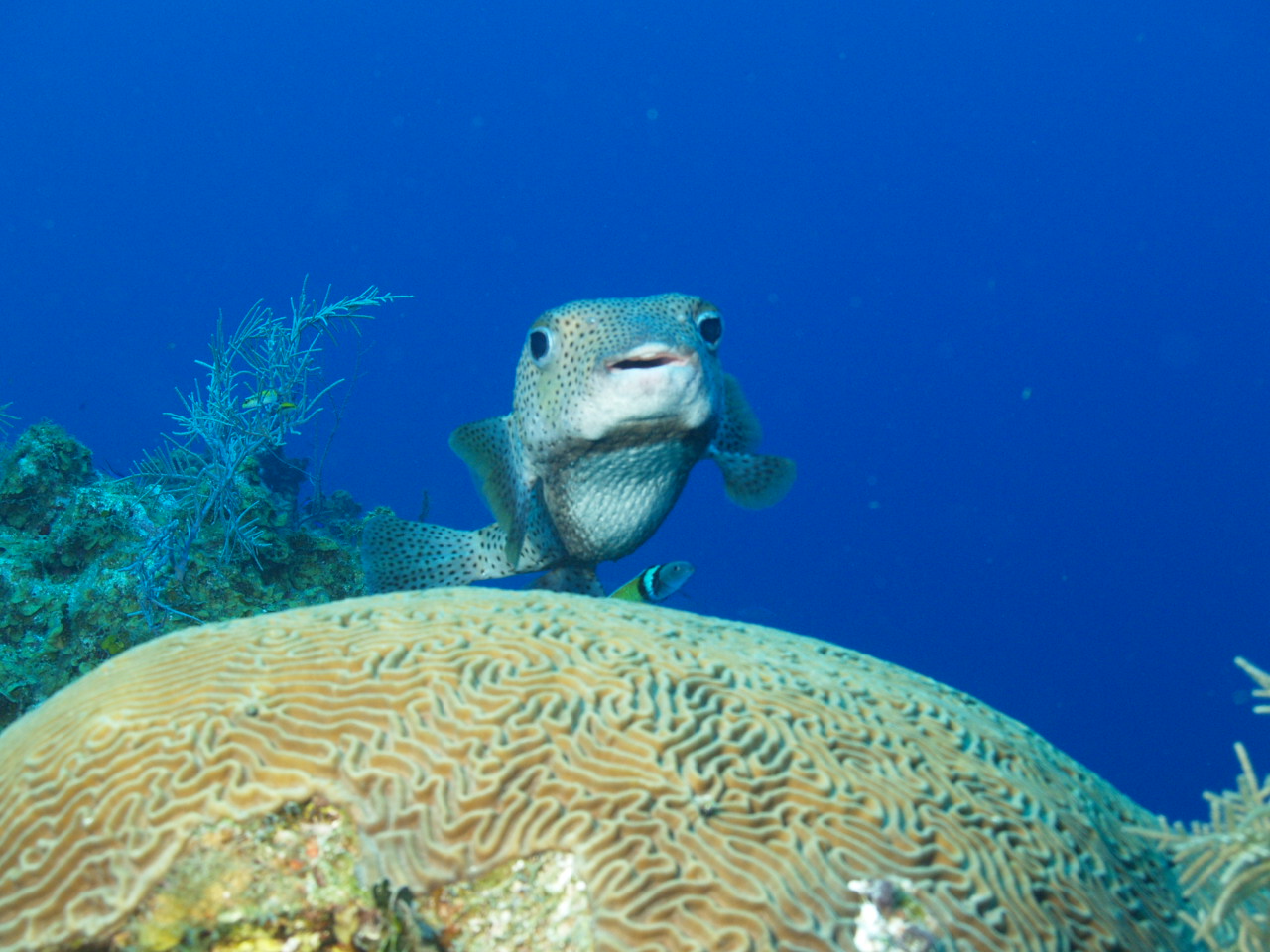 Open Water Beginnings image